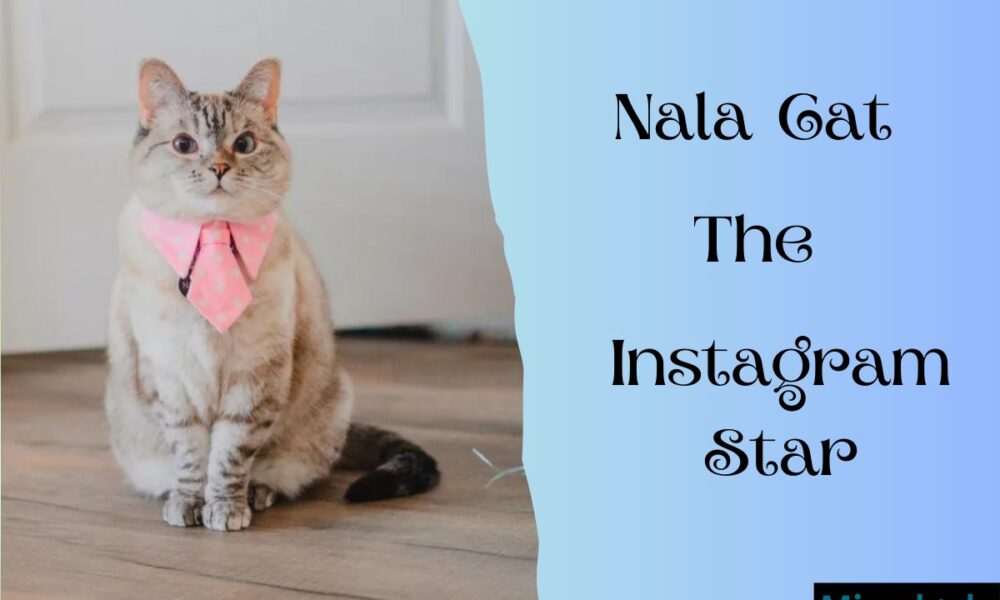 Nala Cat Instagram Star