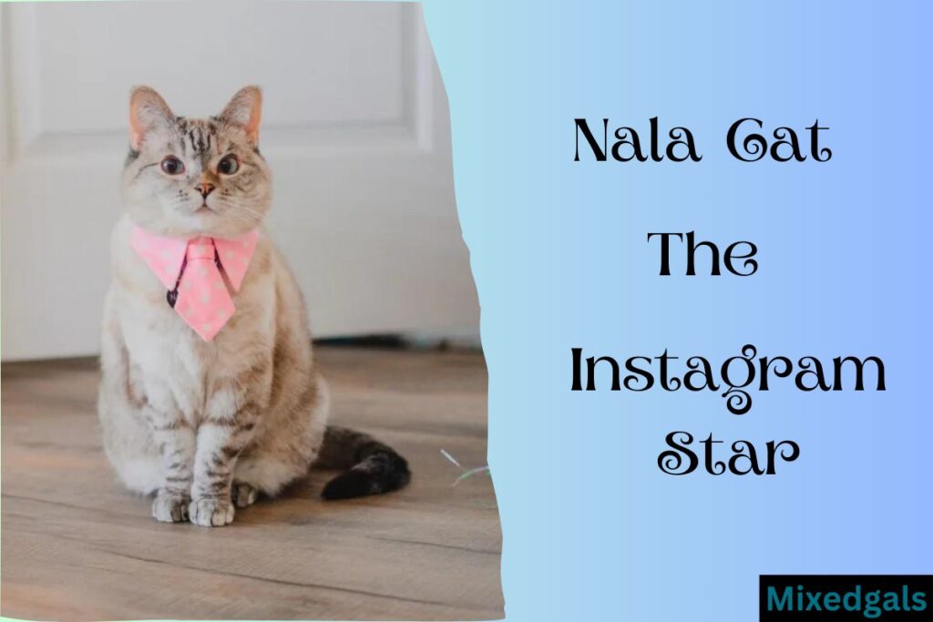 Nala Cat Instagram Star