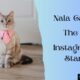 Nala Cat Instagram Star