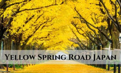 Yellow Spring Road Japan