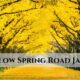 Yellow Spring Road Japan