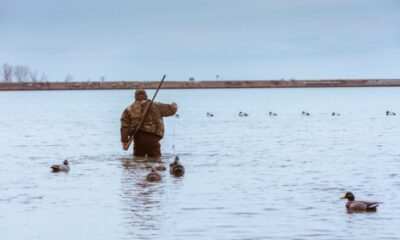 The Ultimate Guide to Choosing the Best Duck Decoys for Your Hunt