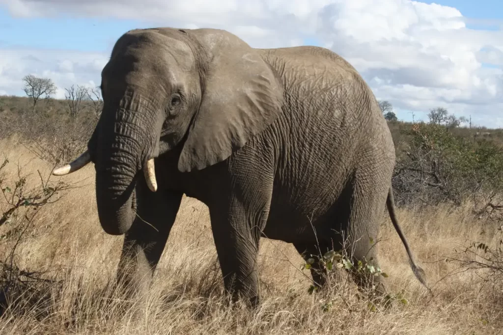 African Bush Elephant