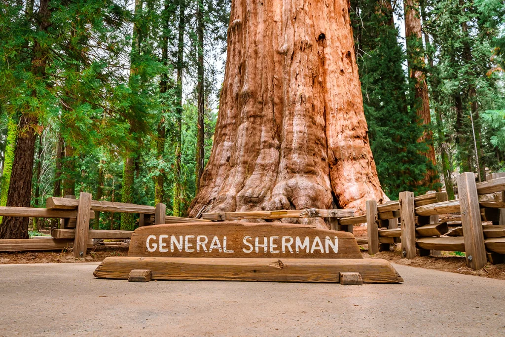 The General Sherman Tree